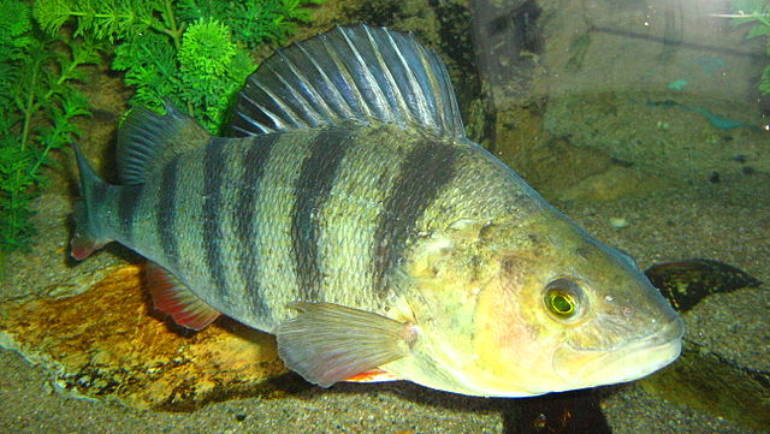 La perche