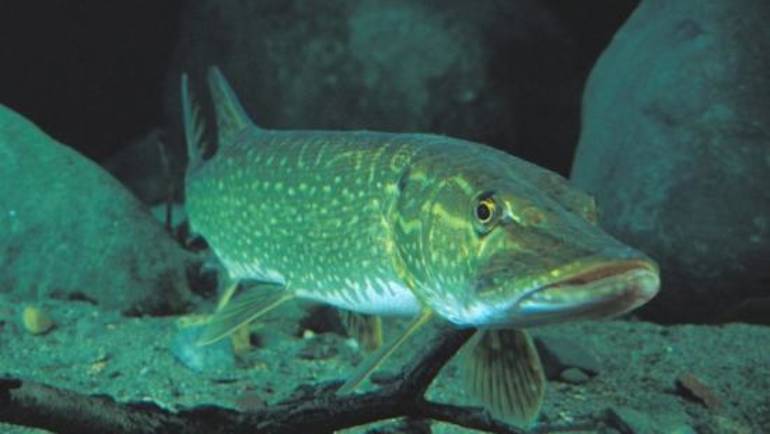 Le brochet